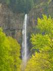 Oregon, USA. Columbia River Gorge National Scenic Area, Multnomah Falls and spring leaves on trees. Landscape Print